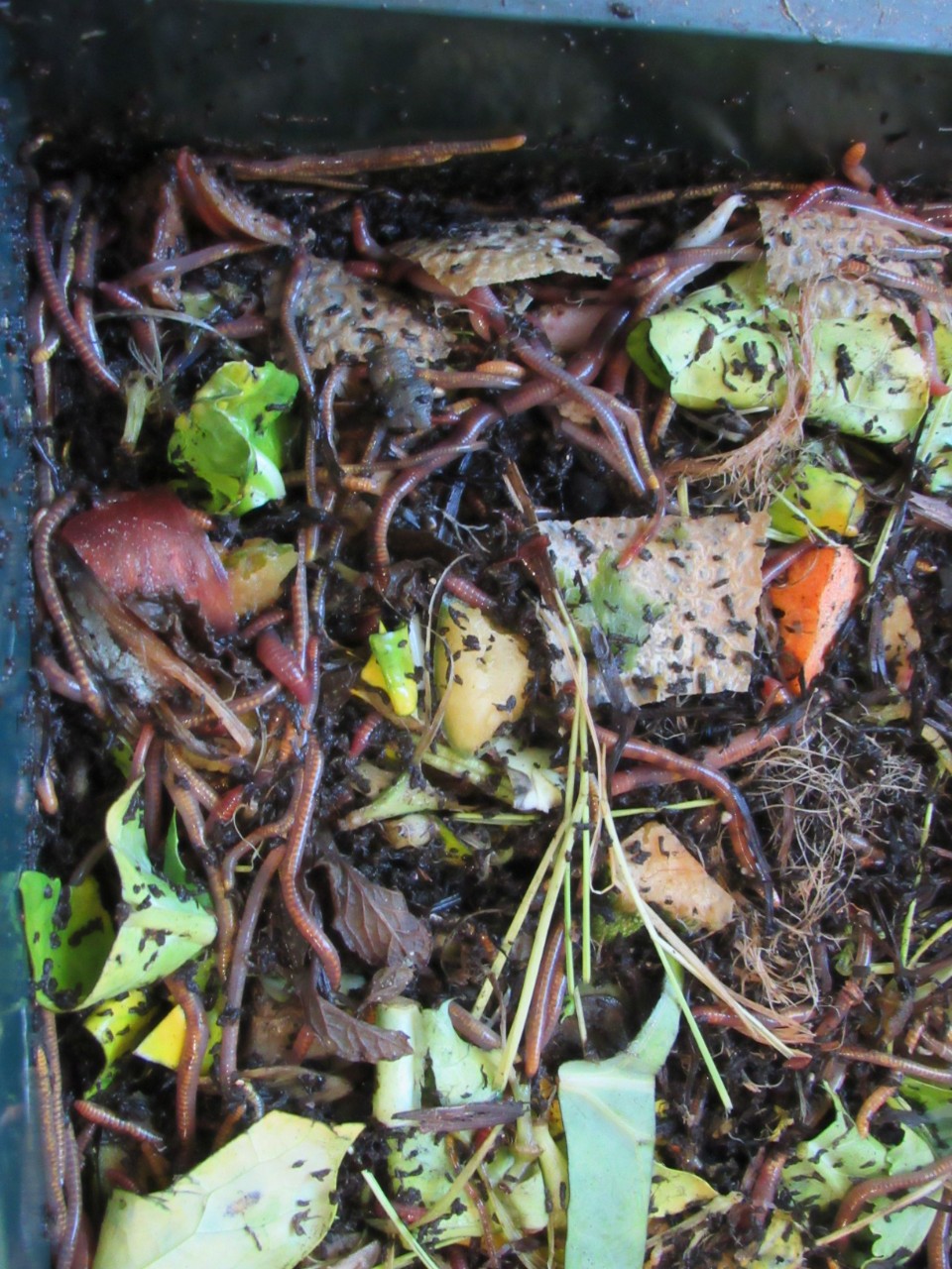 Worms composting